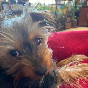 Meet your Posher, Karen